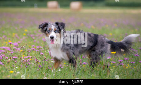 Mili die Miniatur Australian Shepherd, atemberaubende blaue Augen, Stockfoto