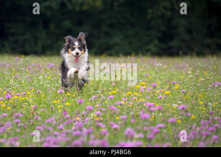 Mili die Miniatur Australian Shepherd, atemberaubende blaue Augen, Stockfoto