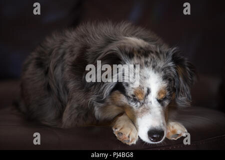 Mili die Miniatur Australian Shepherd, atemberaubende blaue Augen, Stockfoto