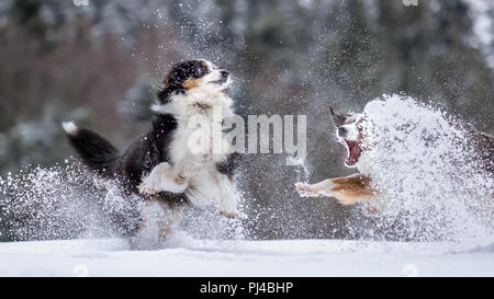 Mili und Nala die Miniatur Australian Shepherds, im Freien Stockfoto