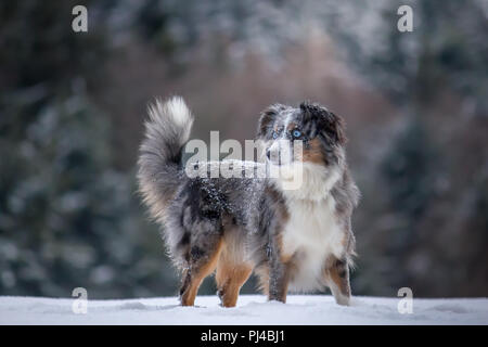 Mili die Miniatur Australian Shepherd, atemberaubende blaue Augen, Stockfoto