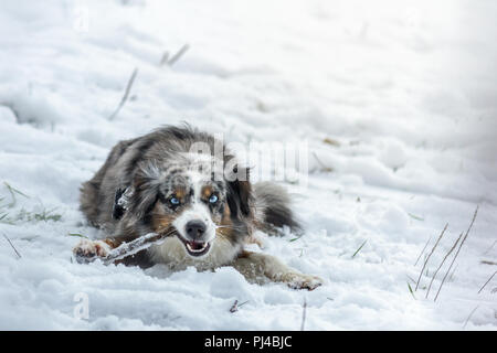 Mili die Miniatur Australian Shepherd, atemberaubende blaue Augen, Stockfoto