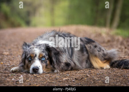 Mili die Miniatur Australian Shepherd, atemberaubende blaue Augen, Stockfoto