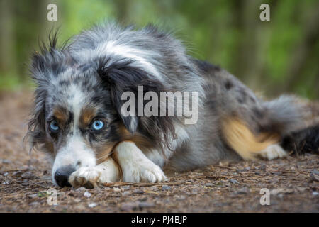 Mili die Miniatur Australian Shepherd, atemberaubende blaue Augen, Stockfoto