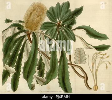 Banksia integrifolia (Curtis's Botanical Magazine Platte 2770). Stockfoto