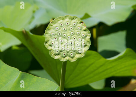 Sead Kopf eines indischen Lotus oder Heilige Lotus, Nelumbo nucifera Stockfoto