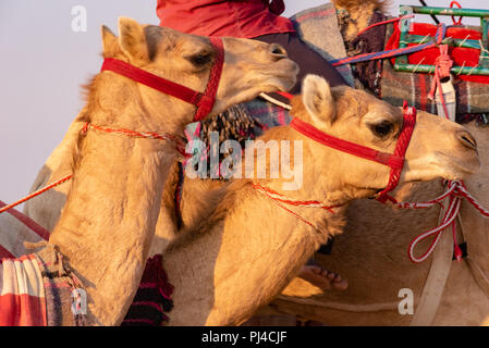 Zwei Kamele in einer Kamelkarawane gehen Seite an Seite mit ihren Reiter.. Stockfoto