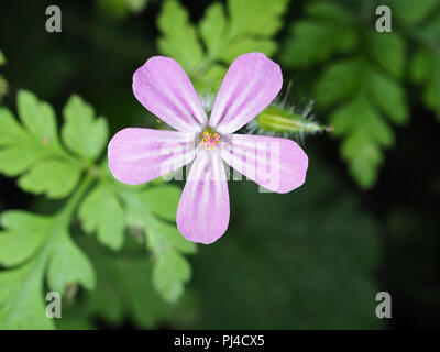 Giftiges Unkraut Herb Robert (Geranium robertianum) Blüte in der Nähe von einem Wald Trail im Staat Washington, USA Stockfoto