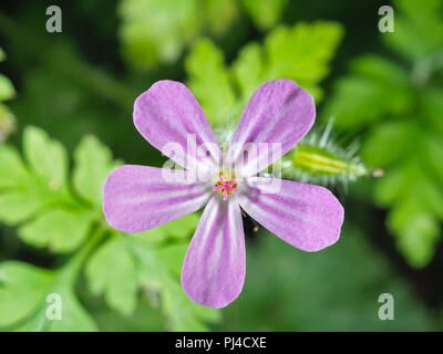 Kraut Robert (Geranium robertianum) Blüte in der Nähe von einem Wald Trail im Staat Washington, USA Stockfoto