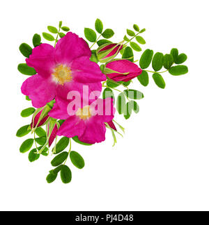 Wild Rose Blüten, Knospen und Grüne peashrub Blätter in der Ecke Anordnung auf weißem Hintergrund Stockfoto