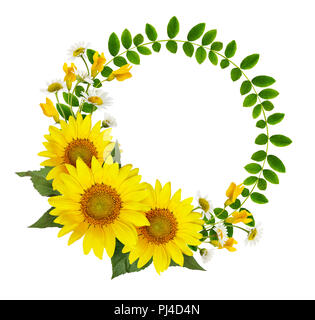 Sonnenblumen, Gänseblümchen und Akazienblüten und grüne Blätter in einem runden Rahmen auf weißem Hintergrund. Flach. Ansicht von oben. Stockfoto