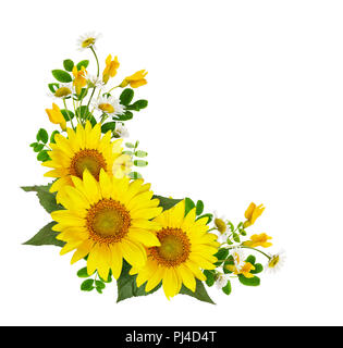 Sonnenblumen, Gänseblümchen und Akazienblüten und grüne Blätter in einer Ecke arramgement auf weißem Hintergrund. Flach. Ansicht von oben. Stockfoto