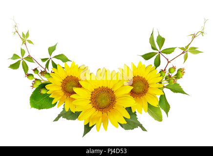 Sonnenblumen, grüne Beeren und Blätter von wilden Trauben in einem Sommer arramgement auf weißem Hintergrund. Flach. Ansicht von oben. Stockfoto