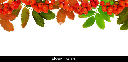Herbst Vogelbeeren und Blätter in eine Grenze Anordnung isoliert auf weißem Stockfoto