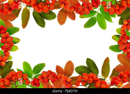 Herbst Vogelbeeren und Blätter in einem Rahmen Anordnung isoliert auf weißem Stockfoto