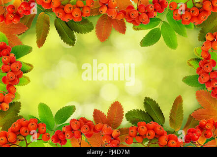 Herbst Vogelbeeren und Blätter in einem Rahmen Anordnung auf Grün verschwommenen Hintergrund Stockfoto