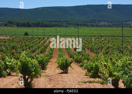 Eine wunderschöne Landschaft mit grünen Weinberg Felder Stockfoto