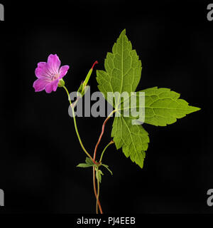 Cranesbill Geranien Blumen und Laub gegen Schwarze isoliert Stockfoto