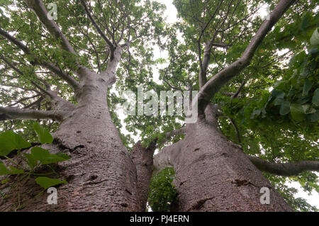 Trunk, oberen Zweige und Laub eines riesigen Boabab Baum geschossen mit einem Weitwinkel Objektiv von direkt unter dem Baum. In der Nähe von Vasai Fort, Mumbai entfernt. Th Stockfoto