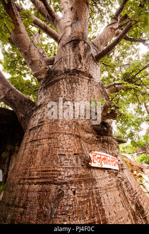 Riesige Boabab Baum geschossen mit einem Weitwinkel Objektiv von direkt unter dem Baum. In der Nähe von Vasai Fort, Mumbai entfernt. Stockfoto