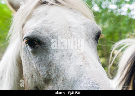 Close-up von einem Pferd Kopf mit Augen starrt in die Kamera Stockfoto