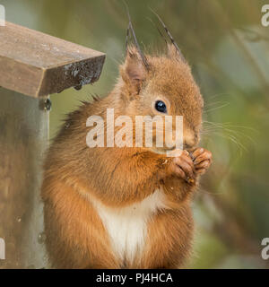 Rote Eichhörnchen auf Zubringer in RSPB Reservat in Schottland Stockfoto