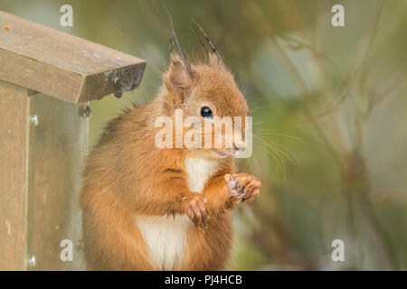 Rote Eichhörnchen auf Zubringer in RSPB Reservat in Schottland Stockfoto