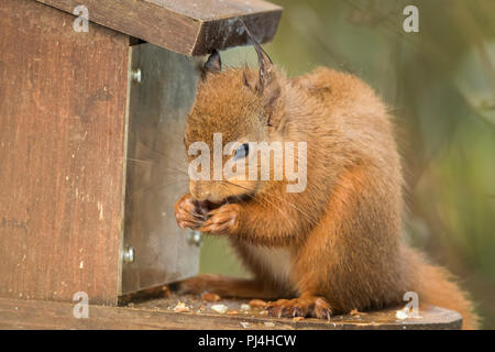 Rote Eichhörnchen auf Zubringer in RSPB Reservat in Schottland Stockfoto