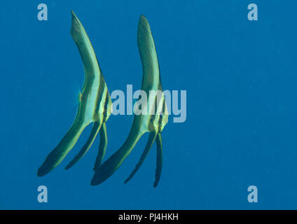 Zwei (Platax teira longfin batfish) Kinder schwimmen im Wasser von Bali, Indonesien Stockfoto