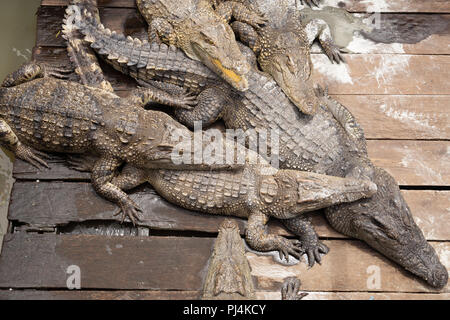 Krokodile in der Sonne om Holzboden schlafen Stockfoto