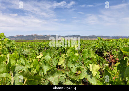 Weinberge in der Region von La Rioja, wo der berühmte Wein mit Ursprungsbezeichnung von La Rioja in Spanien. Stockfoto