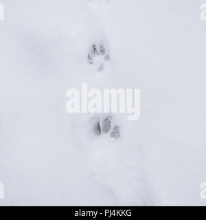 Pfotenabdrücke im Schnee, Tierspuren Stockfoto