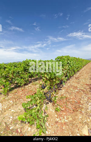 Weinberge in der Region von La Rioja, wo der berühmte Wein mit Ursprungsbezeichnung von La Rioja in Spanien. Stockfoto