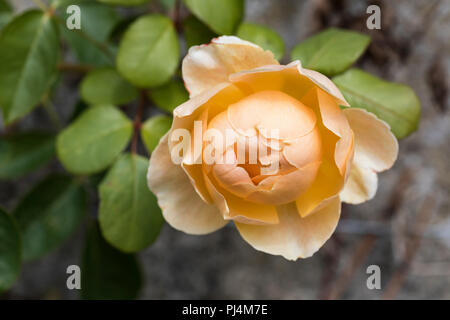 Nahaufnahme der Aprikosenrose - Rosa „Jude the Obscure“ blüht in einem englischen Garten, England, Großbritannien Stockfoto