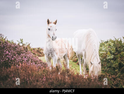 Wild Welsh Pony/Pferd Fohlen, und Mutter in der lila Heidekraut auf die Mauren in Shropshire Stockfoto