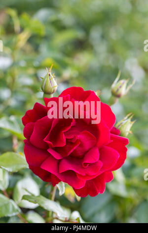 Nahaufnahme einer roten Floribunda Rose - Rosa Frensham blüht in einem englischen Garten, England, Großbritannien Stockfoto