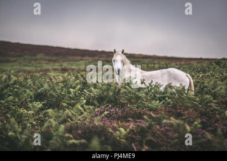Weiß Wild Pony/Pferd Stute auf dem stürmischen Mauren Shropshire Stockfoto