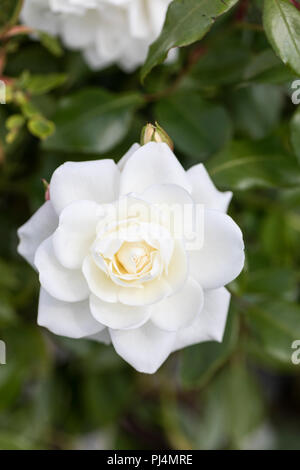 Nahaufnahme einer weißen Floribunda Rose namens Rosa Iceberg, die in einem Garten in Großbritannien blüht Stockfoto
