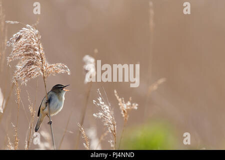 Schilfrohrsänger (Acrocephalus schoenobaenus) - Gesang - Bucht der Somme - Frankreich Phragmite des joncs Stockfoto