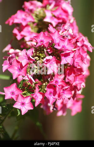 Fleur de Phlox paniculata rosa, pink Phlox paniculata rosa Blume Blume Phlox paniculata, Flor de flox rosa Paniculata; Stockfoto