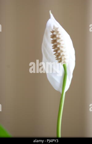 Fleur Blanche de Spathiphyllum sur Fond beige, weiße Spathiphyllum-Blume auf beigem Hintergrund, weiße Spathiphyllum Blüte auf beigem Hintergrund, Spath Stockfoto