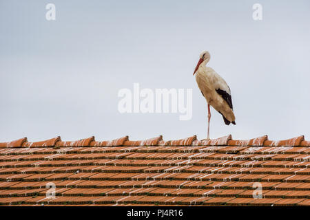 Stork Stehen auf einem Bein auf der Dachterrasse Stockfoto