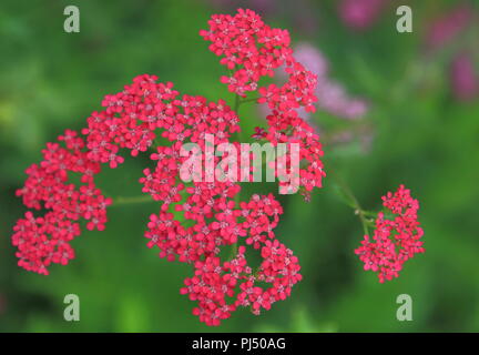 Achillea millefolium, allgemein bekannt als Schafgarbe Stockfoto