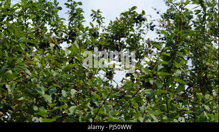 Waldland, Warwickshire, Großbritannien Stockfoto