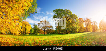 Bäume mit bunten Blätter auf dem Rasen im Park Stockfoto