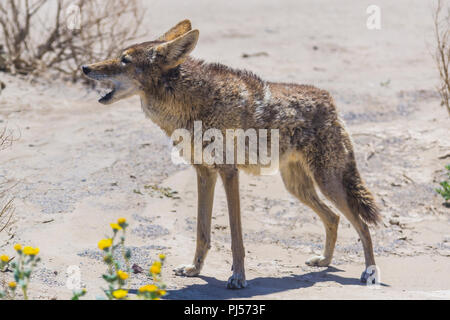 Coyote Stiel am Straßenrand in der Wüste. Stockfoto