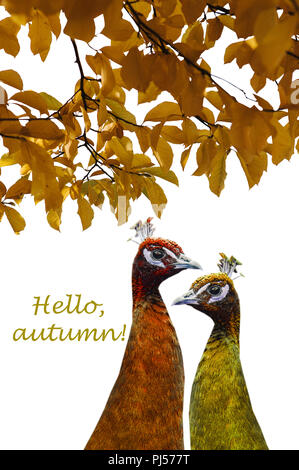 Zwei lustigen Pfauen sind in herbstlichen Farben auf weißem Hintergrund Vor dem Hintergrund der Blätter mit der Aufschrift hallo Herbst gemalt. Herbst Konzept. Kreative Idee. Stockfoto