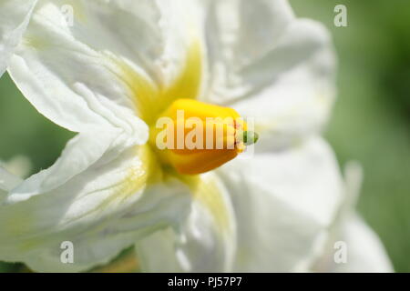 Solanum tuberosum. Blumen der britischen Queen' Kartoffelsorte, Sommer, Großbritannien. Hauptversammlung Stockfoto