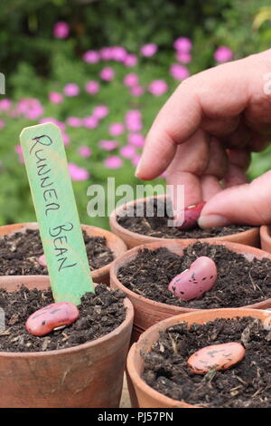 Phaseolus coccineus. Aussaat Runner Bohne 'Enorma' Samen in Tontöpfe im Frühjahr,.UK Stockfoto