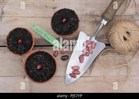 Phaseolus coccineus. Aussaat Prunkbohne Enorma'' Samen in Tontöpfen, Großbritannien Stockfoto